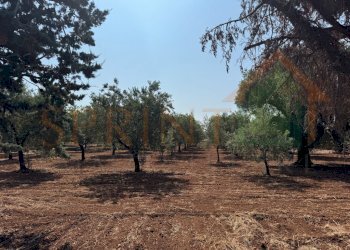 IMG_0197.jpg - Terreno agricolo Contrada Guidano, Monopoli - foto 11