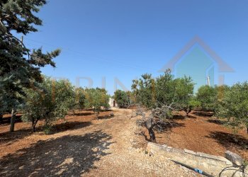 IMG_0199.jpg - Terreno agricolo Contrada Guidano, Monopoli - foto 12