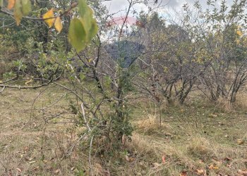 Giardino - Rustico Contrada San Leo
 
snc, Belpasso - foto 6