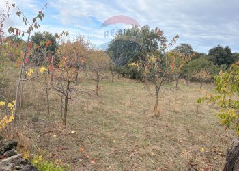 Giardino - Rustico Contrada San Leo
 
snc, Belpasso - foto 7