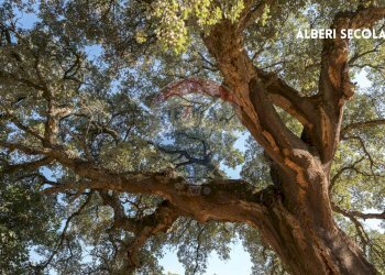 NATURA CIRCOSTANTE - Casa indipendente STRADA PROVINCIALE MONTEMASSI
 
SNC, Roccastrada - foto 26