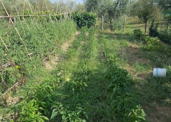 20180711_171555.jpg - Appartamento Via Pozzo 21, Santa Maria a Monte - foto 19