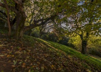 Villa Torino (neighborhood Collina) - photo 47