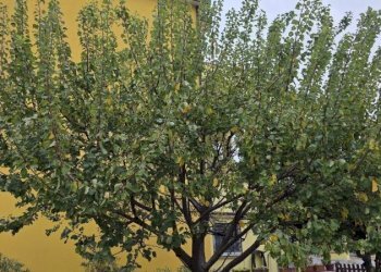 Villa a Schiera Savona (zona Oltreletimbro) - foto 25