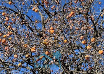 Foto 57 - Rustic Strada Tavernette, Cumiana - photo 57