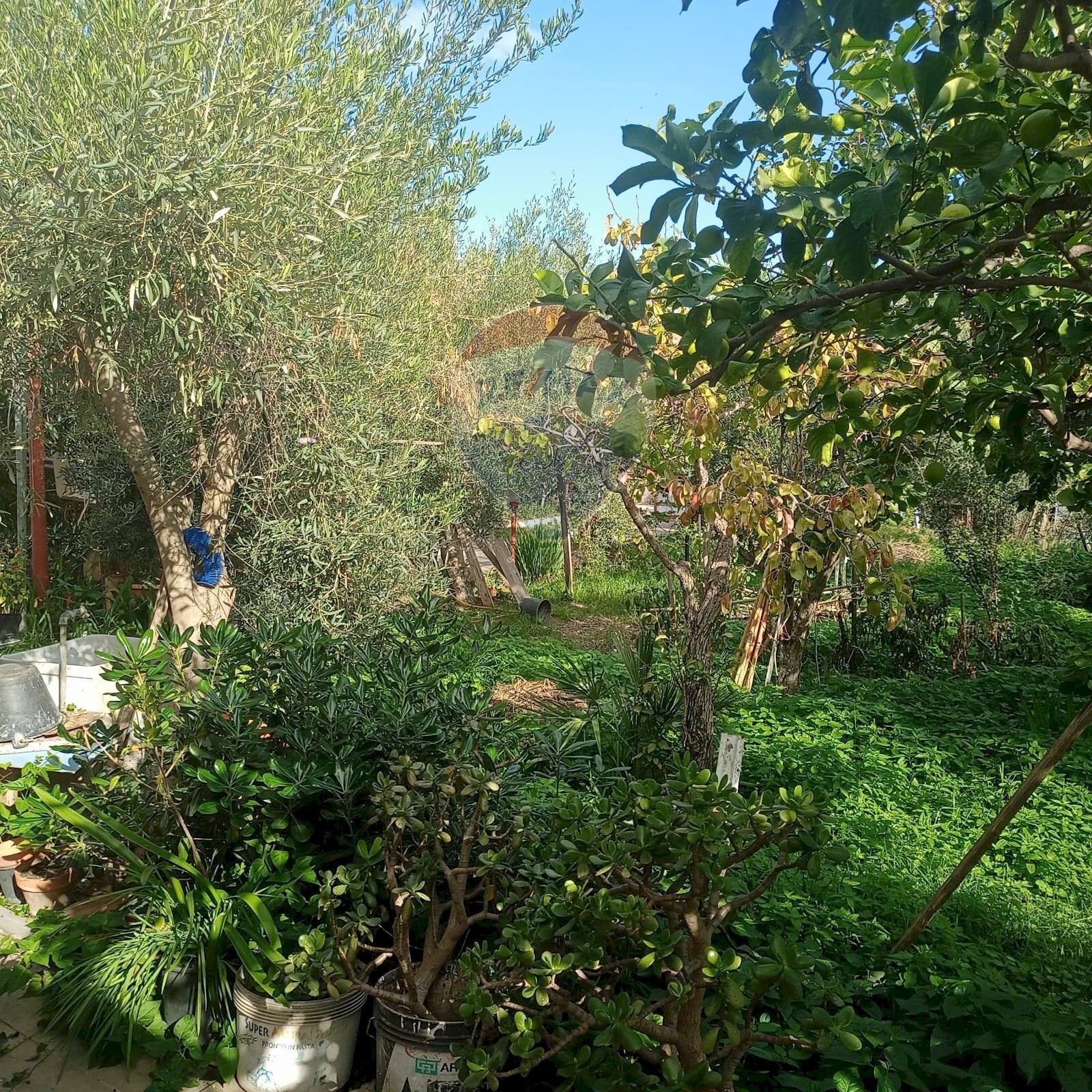 Giardino - Terreno agricolo Contrada Poggio del Lupo
 
snc, Misterbianco - foto 1