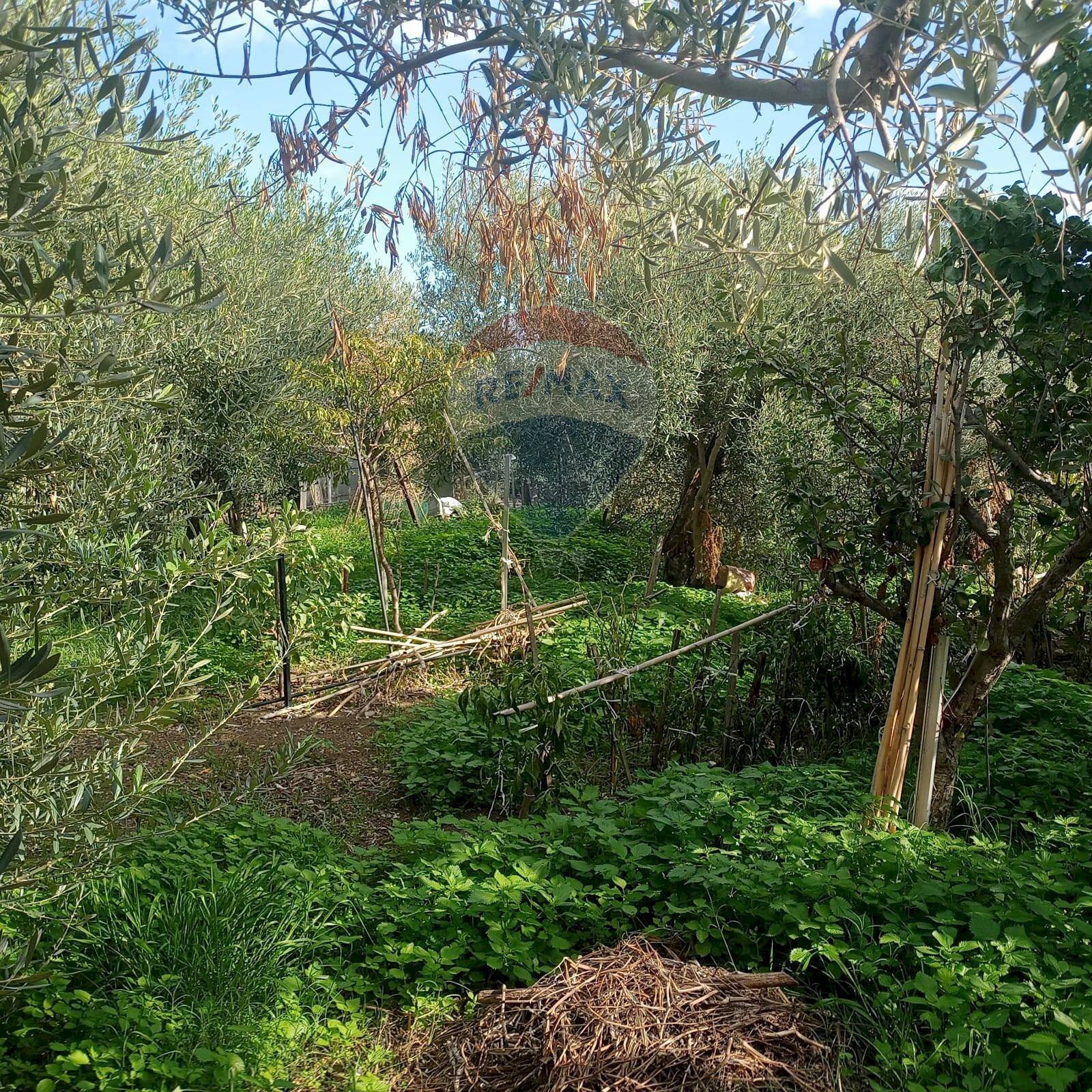 Giardino - Terreno agricolo Contrada Poggio del Lupo
 
snc, Misterbianco - foto 3