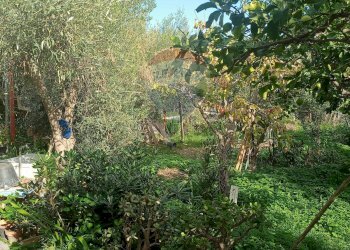 Giardino - Terreno agricolo Contrada Poggio del Lupo
 
snc, Misterbianco - foto 1