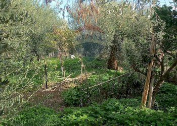 Giardino - Terreno agricolo Contrada Poggio del Lupo
 
snc, Misterbianco - foto 3
