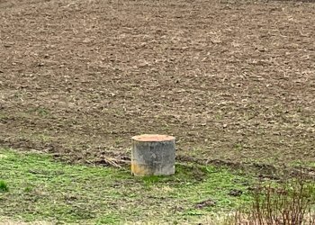 Foto 8 - Rustico frazione Sessant, Asti - foto 8