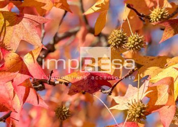 Foto 48 - Villa Via Runco Ovest, Meduna di Livenza - foto 48