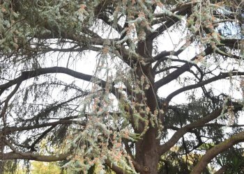 Foto 64 - Villa Via Romana, Marino - foto 64