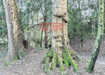 Foto 34 - Villa Preganziol - foto 34