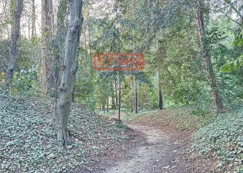 Foto 35 - Villa Preganziol - foto 35