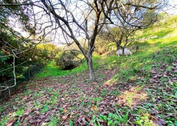 18864.jpg - Independent house Sarzana - photo 10