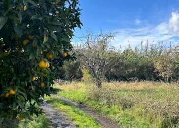 c6b116c0-fce1-450d-83cb-26bdfd38e8ec.jpg - Casale Sarzana - foto 23