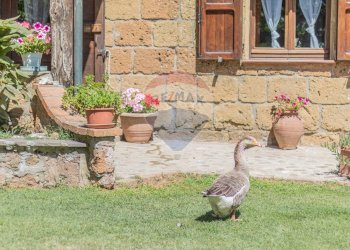 Giardino - Rustico San Valentino Puntone
 
29, Sorano - foto 49