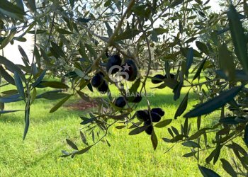 Foto 38 - Rustico Contrada Vita Case Rosse, Galatina - foto 38