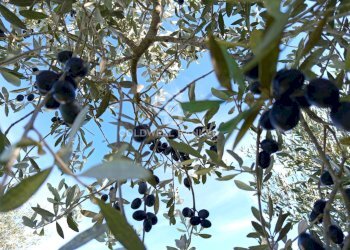 Foto 39 - Rustico Contrada Vita Case Rosse, Galatina - foto 39