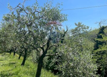 Giardino - Agriturismo Pescaglia - foto 58