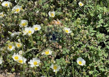 Giardino - Agriturismo Pescaglia - foto 61