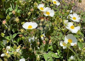 Dettagli - Agriturismo Pescaglia - foto 62