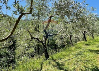 Giardino - Agriturismo Pescaglia - foto 63