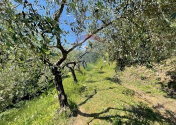 Giardino - Agriturismo Pescaglia - foto 64