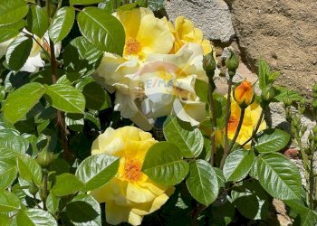 Dettagli - Agriturismo Pescaglia - foto 71