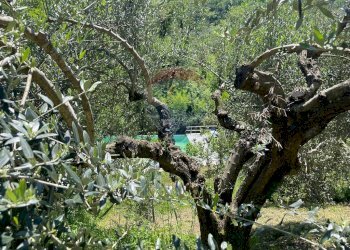 Giardino - Agriturismo Pescaglia - foto 85