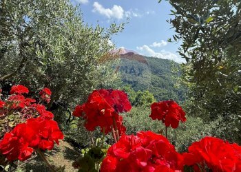 Giardino - Rustico Bagni di Lucca - foto 9