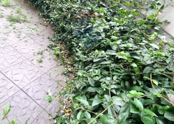 Giardino - Two-room apartment Via Galeno
 
21, Milano - photo 29