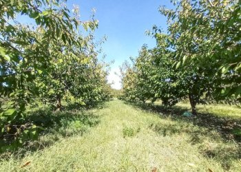 Terreno - Rustico via Moretto Scuole, Valsamoggia (zona San Lazzaro) - foto 46