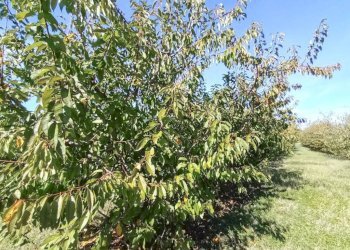 Terreno - Rustico via Moretto Scuole, Valsamoggia (zona San Lazzaro) - foto 47