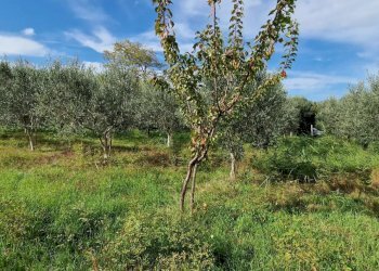 Building land Città Sant'Angelo - photo 5