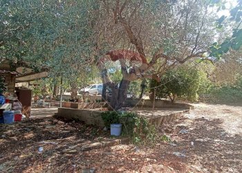 Giardino - Casa indipendente contrada donnagona, Chiaramonte Gulfi - foto 15