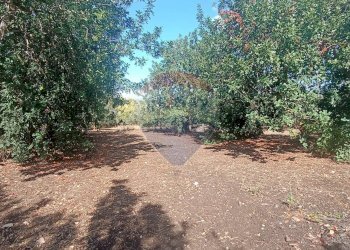 Giardino - Casa indipendente contrada donnagona, Chiaramonte Gulfi - foto 16