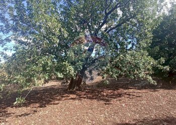 Giardino - Casa indipendente contrada donnagona, Chiaramonte Gulfi - foto 17