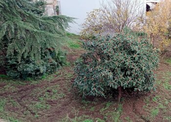 Giardino - Independent house Via Borgo Rurale Nuovo
 
6-8, Adelfia - photo 7