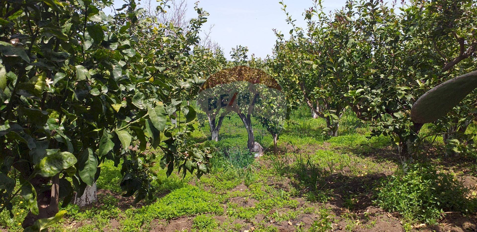 Giardino - Terreno agricolo via civi
 
snc, Fiumefreddo di Sicilia - foto 1