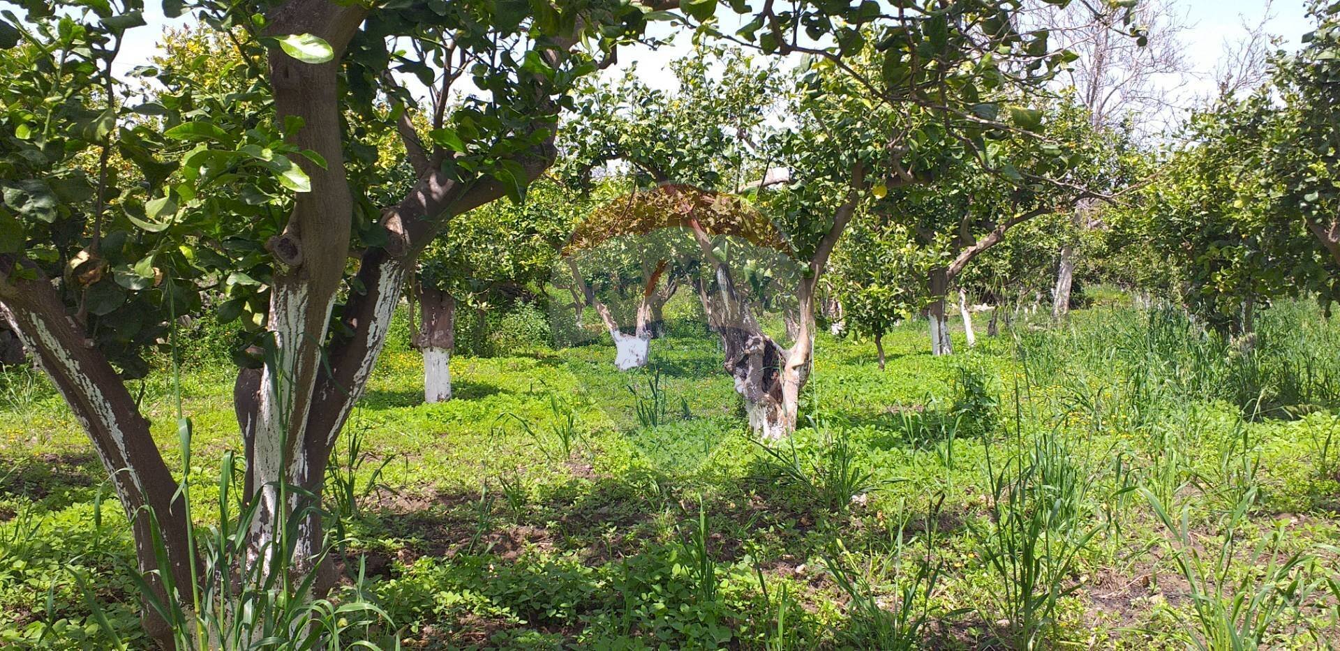Giardino - Terreno agricolo via civi
 
snc, Fiumefreddo di Sicilia - foto 2