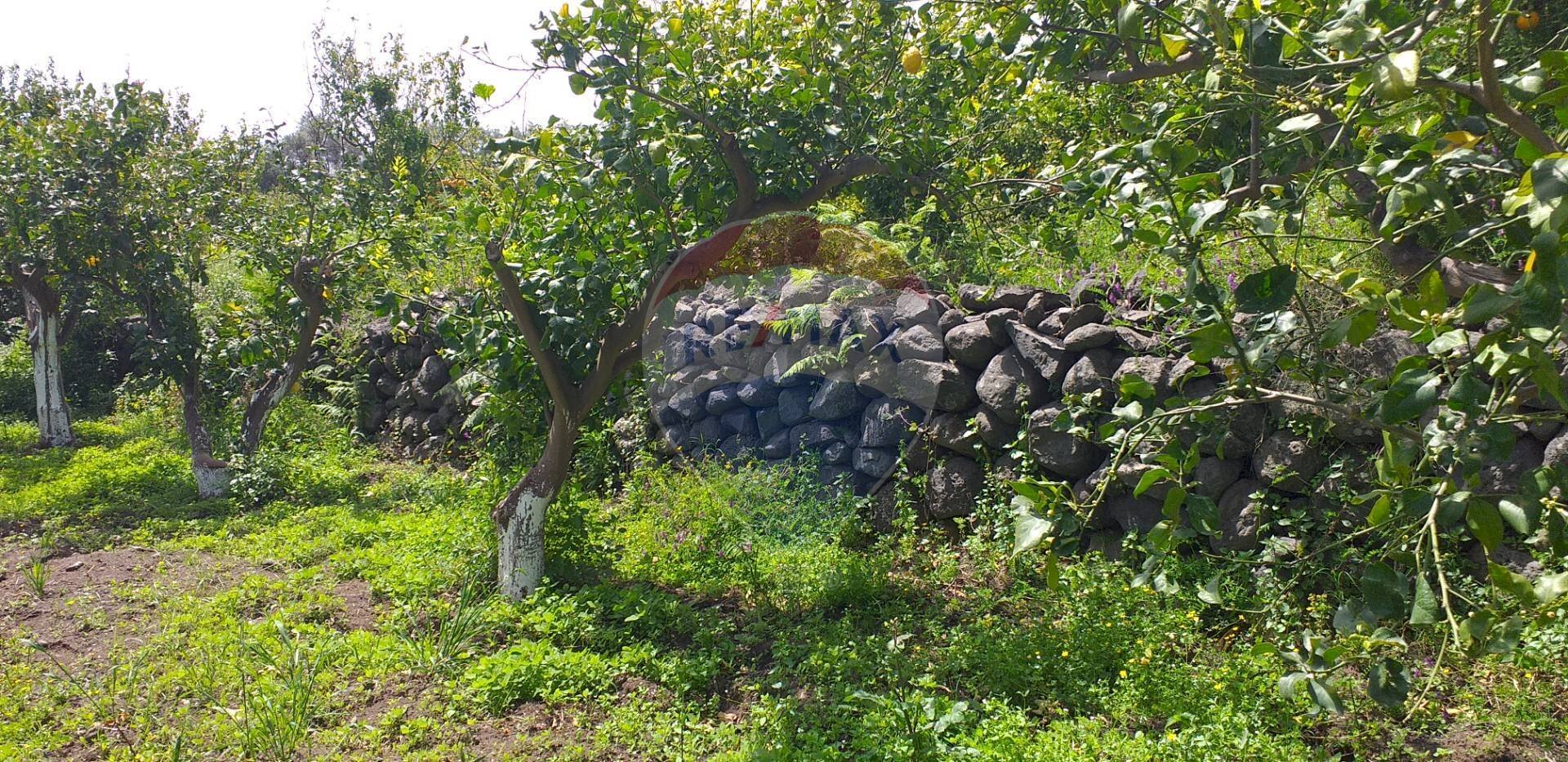 Giardino - Terreno agricolo via civi
 
snc, Fiumefreddo di Sicilia - foto 3