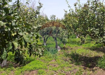 Giardino - Terreno agricolo via civi
 
snc, Fiumefreddo di Sicilia - foto 1