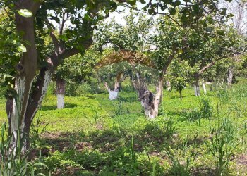 Giardino - Terreno agricolo via civi
 
snc, Fiumefreddo di Sicilia - foto 2