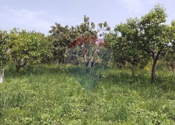 Giardino - Terreno agricolo via civi
 
snc, Fiumefreddo di Sicilia - foto 6