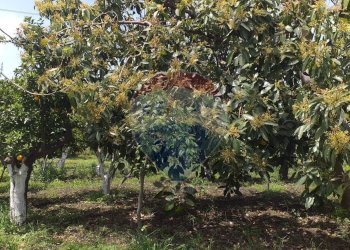 Giardino - Terreno agricolo via civi
 
snc, Fiumefreddo di Sicilia - foto 8