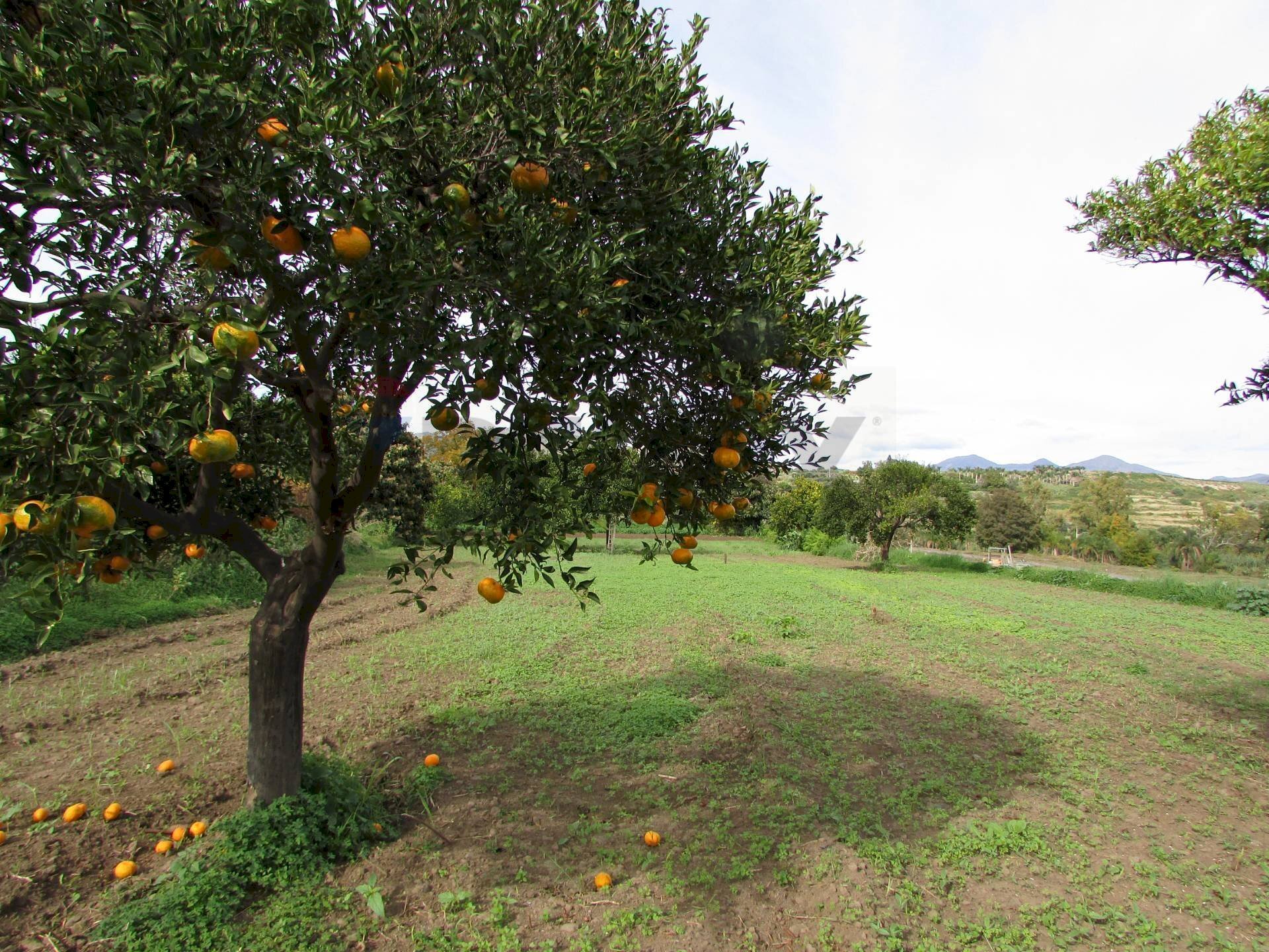 Giardino - Agricultural land Strada Provinciale 71i (SP71i)
 
44, Fiumefreddo di Sicilia - photo 1