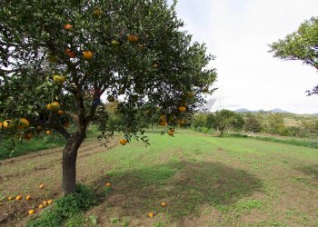 Giardino - Terreno agricolo Strada Provinciale 71i (SP71i)
 
44, Fiumefreddo di Sicilia - foto 1