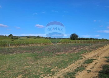 vigneto - Independent house Via Senese Romana
 
369, Empoli - photo 32