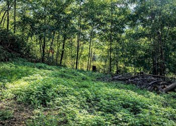 Giardino - Baita via per Traona, Cercino - foto 19